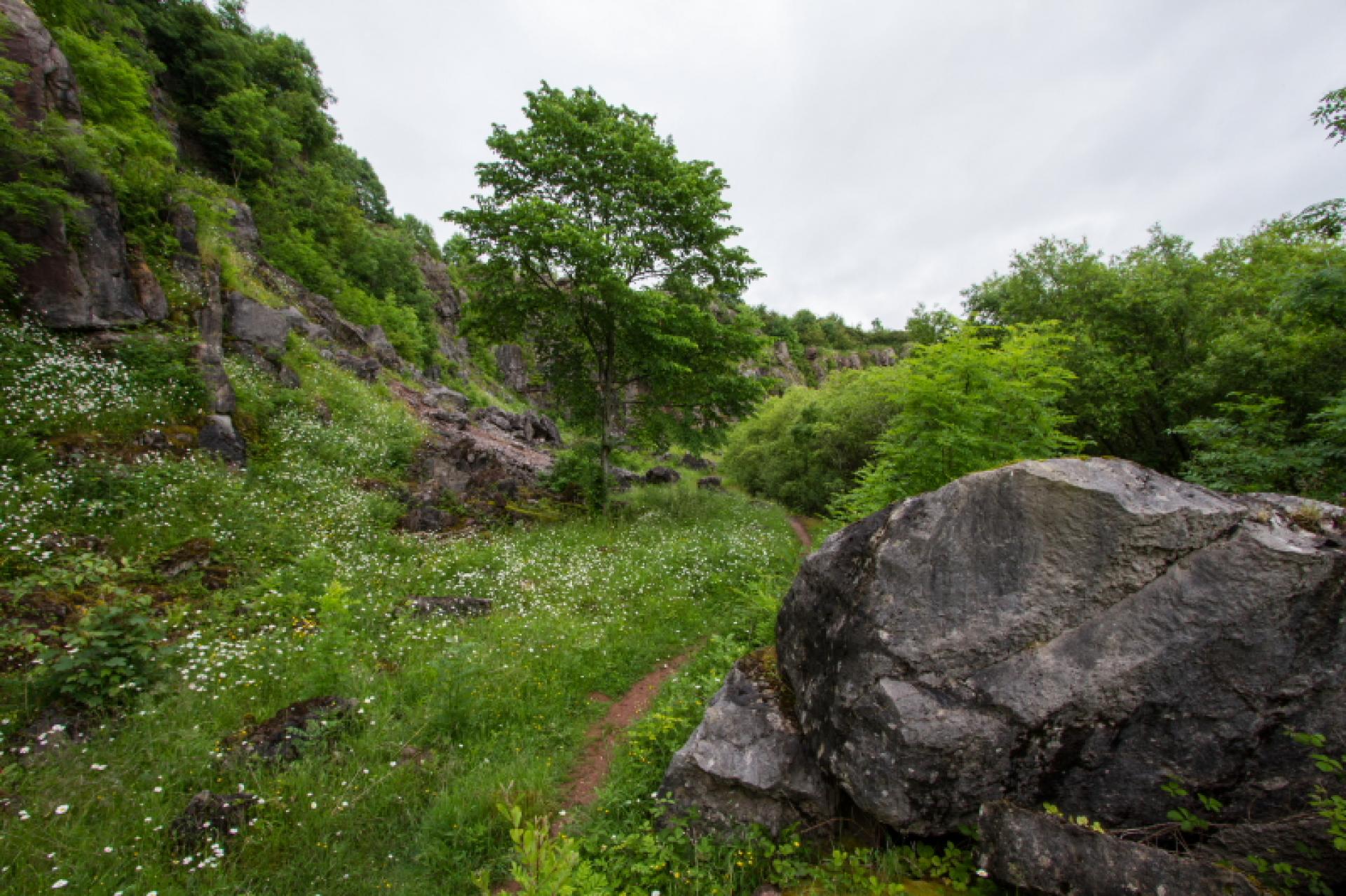 Walking trail through the greenery and rocky outcrops of Clint Quarry